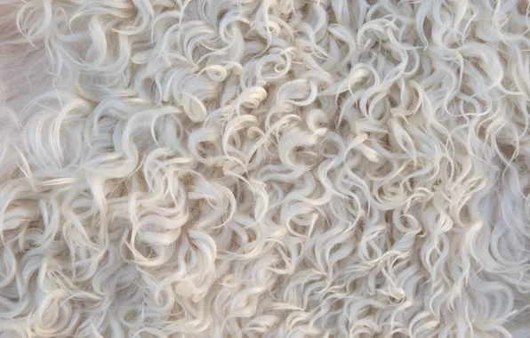 Background, animal, curls, light, texture, wool, skin, curls