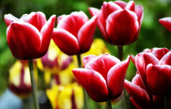 Picture macro, tulips, buds