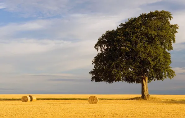 Picture summer, sky, Tree, field, nature, wheat straw