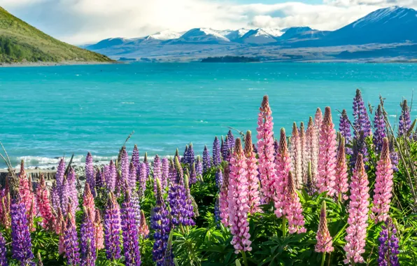 Summer, the sky, clouds, flowers, mountains, lake, blue, shore