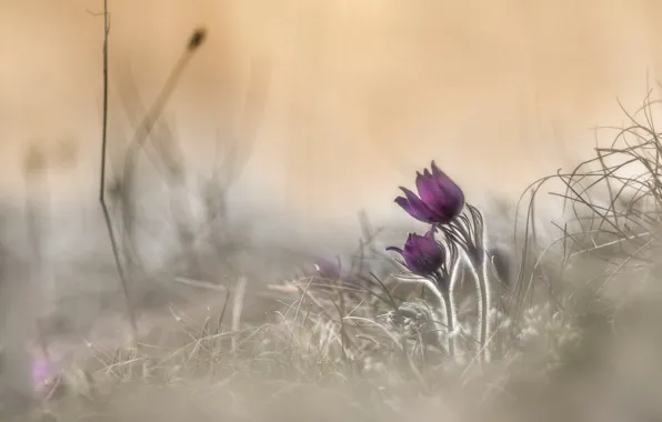 Picture flowers, nature, spring