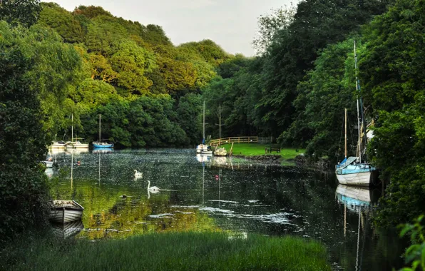Greens, forest, summer, trees, river, yachts, boats, UK