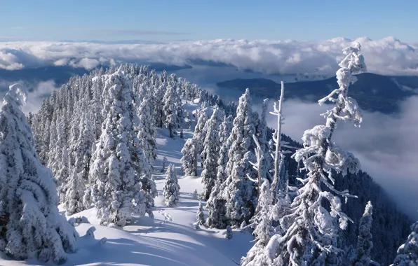 Winter, forest, clouds, snow, trees, mountains, Canada, panorama