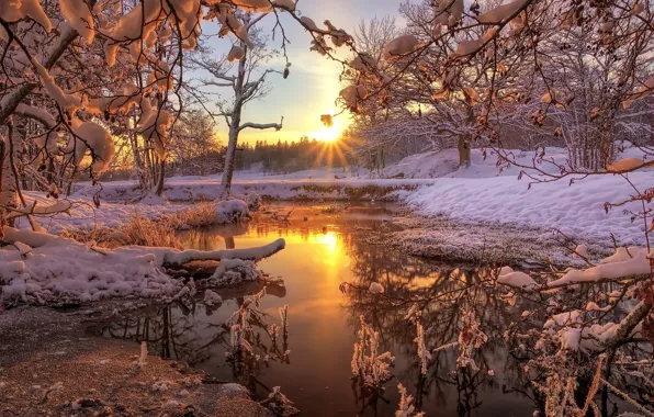 Winter, forest, snow, nature, river, dawn