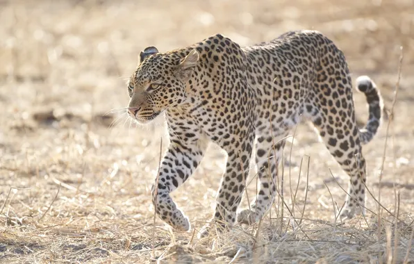 Light, predator, spot, leopard, wild cat