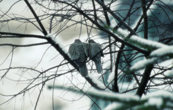 Autumn, birds, fog, branch, blur, pair, pigeons, haze