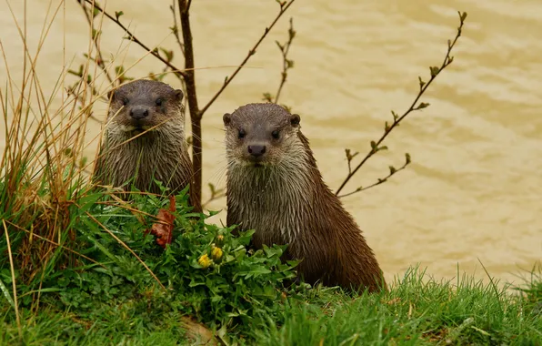 Grass, pair, faces, look, otters