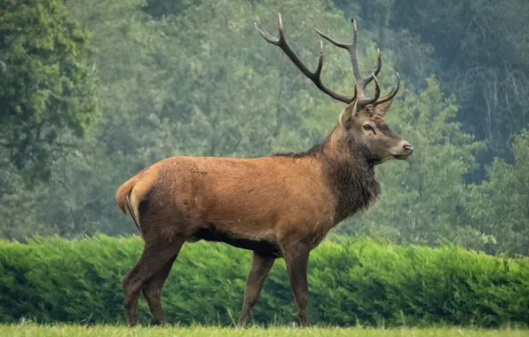 America, animal, deer, wildlife