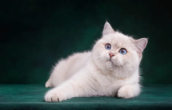 Cat, white, cat, look, face, pose, the dark background, kitty