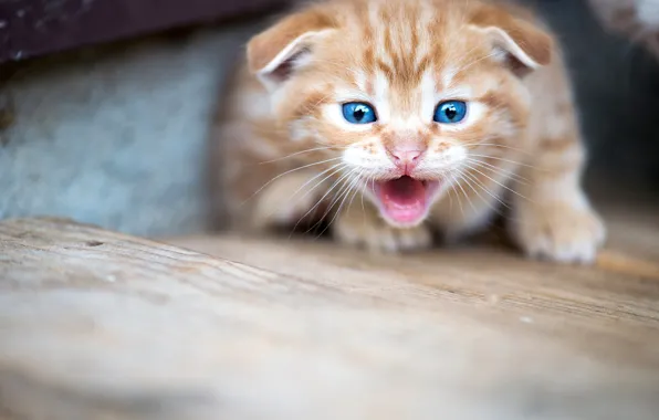Cat, kitty, baby, red, kitty, blue-eyed
