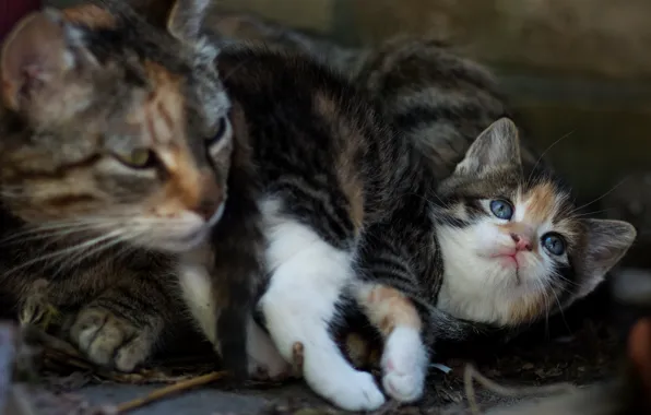 Cat, cat, pose, small, baby, muzzle, kitty, mom