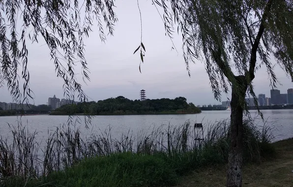 Lake, tree, wind