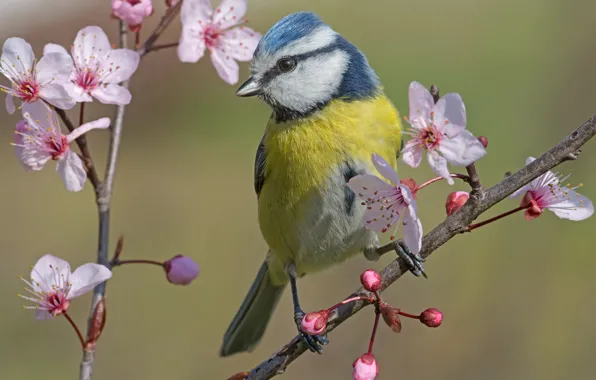 Flowers, branches, bird, spring, flowering, tit, blue tit