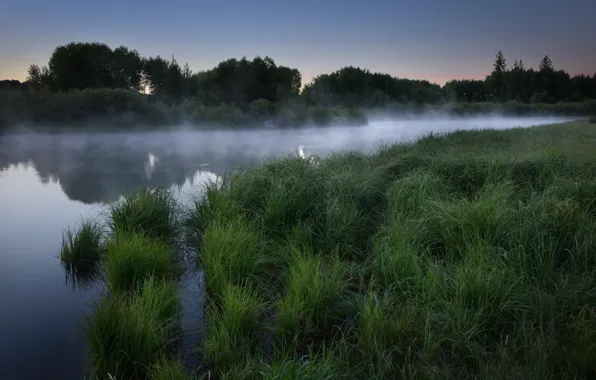 Picture forest, grass, fog, lake, dawn, morning