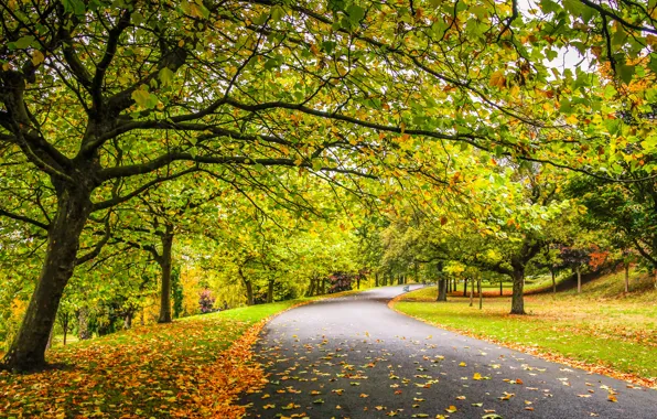 Road, autumn, forest, leaves, trees, nature, Park, colors