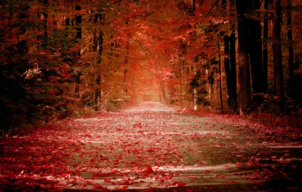 Road, autumn, leaves, red, alley, falling leaves