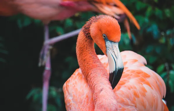 Look, the dark background, bird, portrait, Flamingo, pink flamingos