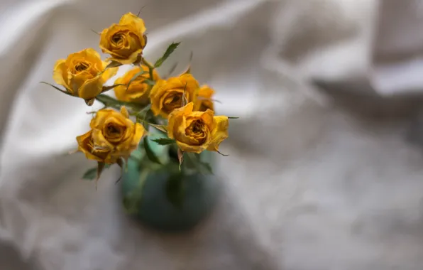 Yellow, Buds, Roses