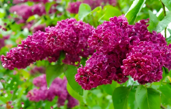 Macro, lilac, inflorescence