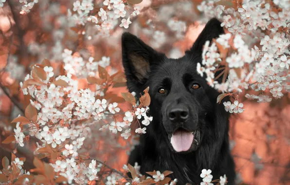 Picture nature, each, dog, spring