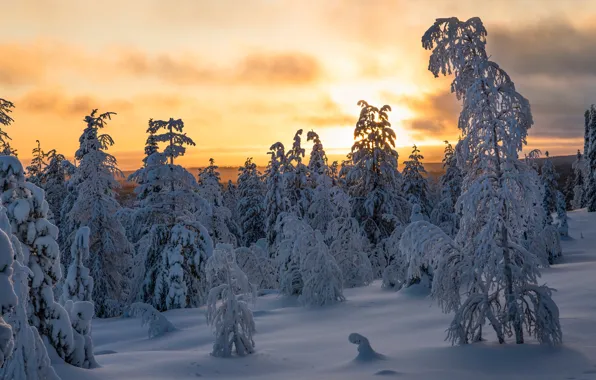 Winter, forest, snow, sunset