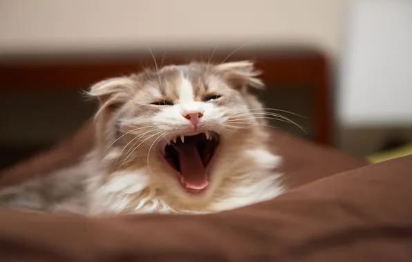 Picture cat, mustache, face, mouth, yawns