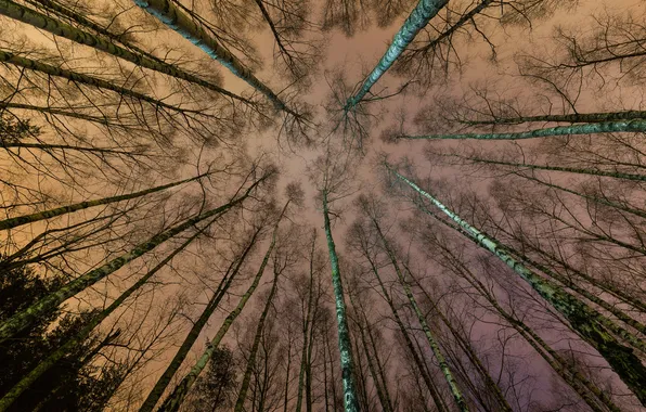 Forest, the sky, trees