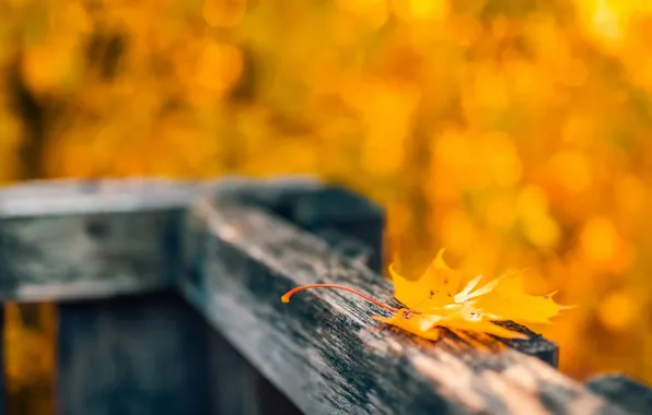 Autumn, leaves, nature