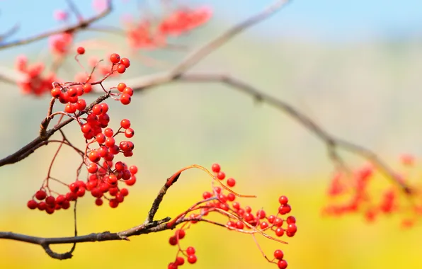 Picture the sky, nature, berries, branch
