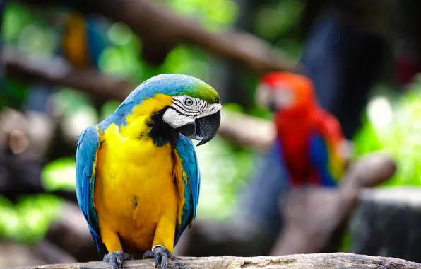 Bright, focus, blur, parrots