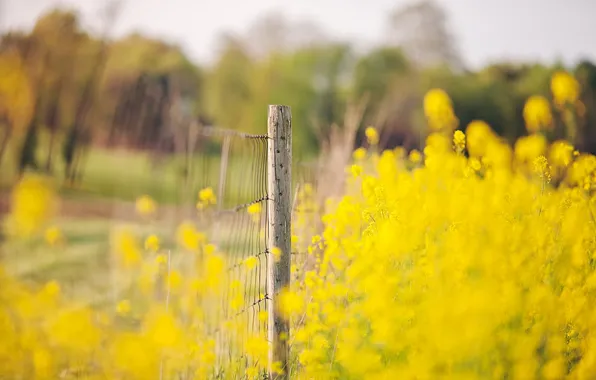 Nature, the fence, rape