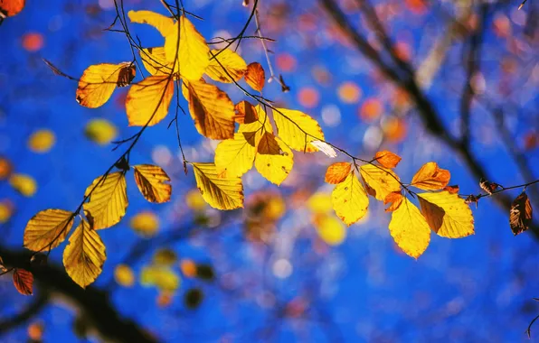 Autumn, the sky, leaves, branch