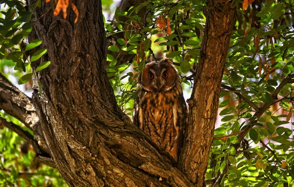 Picture leaves, trees, branches, nature, owl, bird