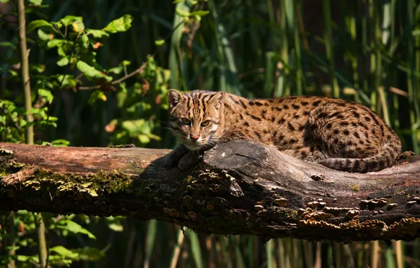 Picture grass, cat, look, light, pose, lies, log, wild cat