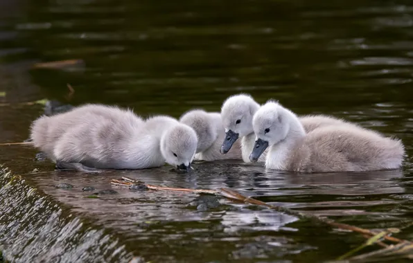 Bird, baby, swans, Chicks, pond, swimming, Quartet, four