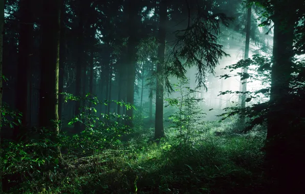 Greens, forest, summer, light, trees, fog, thickets