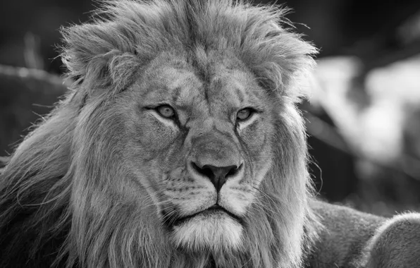 Look, face, portrait, Leo, black and white, mane, the king of beasts, wild cat
