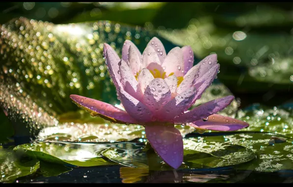 Picture leaves, drops, Lily, water Lily