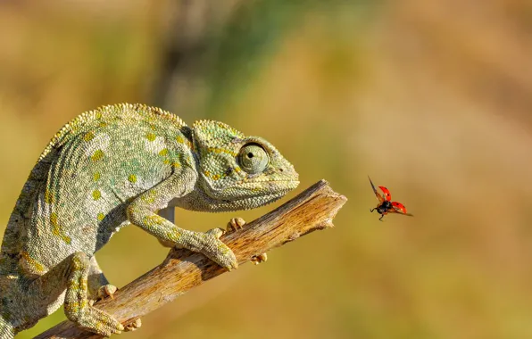 Macro, chameleon, ladybug, insect, bitches