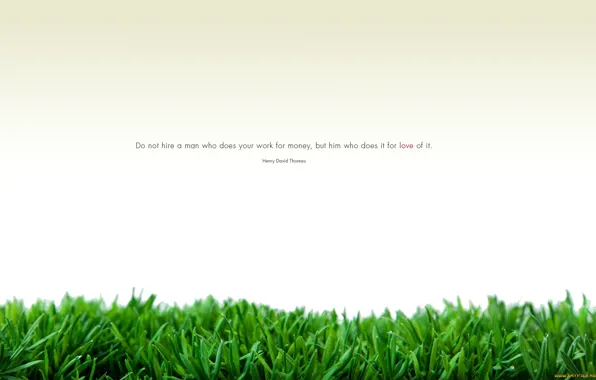 Picture white, grass, minimalism