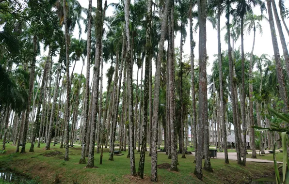 Picture Palm garden, Paramaribo, Palmentuin