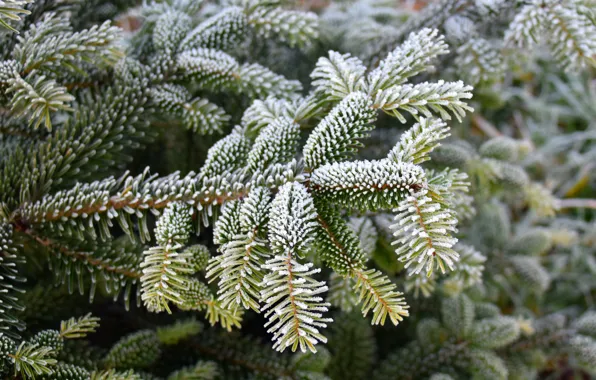 Winter, frost, snow, branches, nature, tree, frost, green
