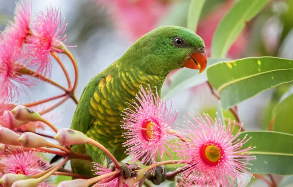 Picture leaves, flowers, green, bird, parrot, pink, Lori, rainbow lorikeet