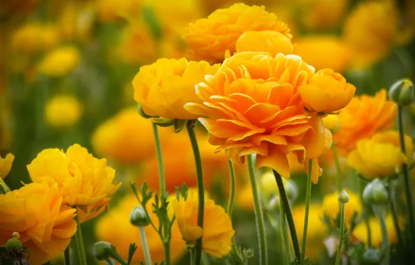 Yellow, buds, bokeh, Ranunculus