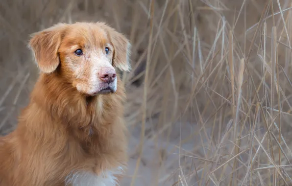 Look, dog, retriever