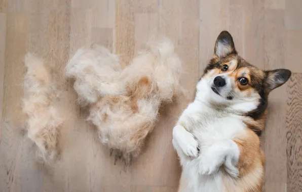 Look, pose, heart, dog, wool, face, Corgi