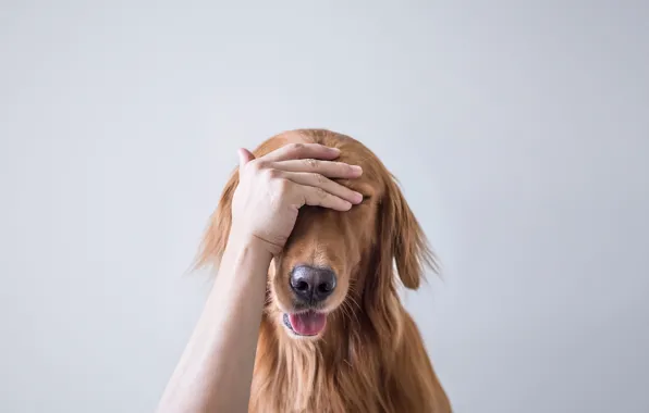 Face, background, hand, dog, rukalitso