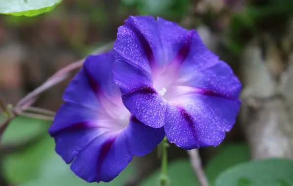 Drops, flowers, blur, Duo, lilac, bokeh, Liana, morning glory