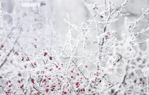 Winter, frost, Wallpaper, briar, calendar, January
