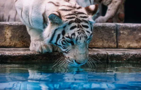 Face, predator, drink, white tiger, wild cat, zoo